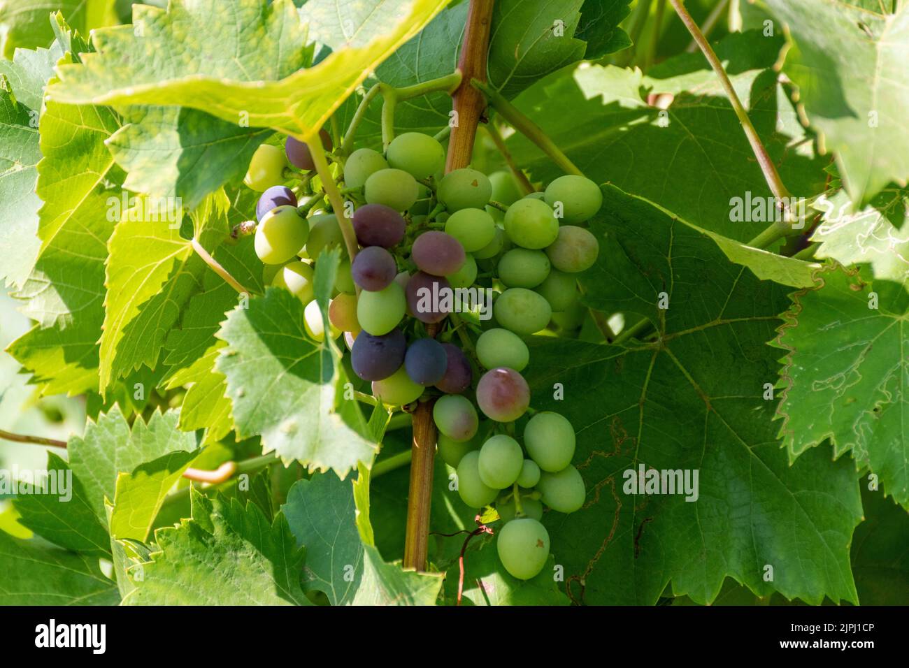 Bunch of grapes Stock Photo