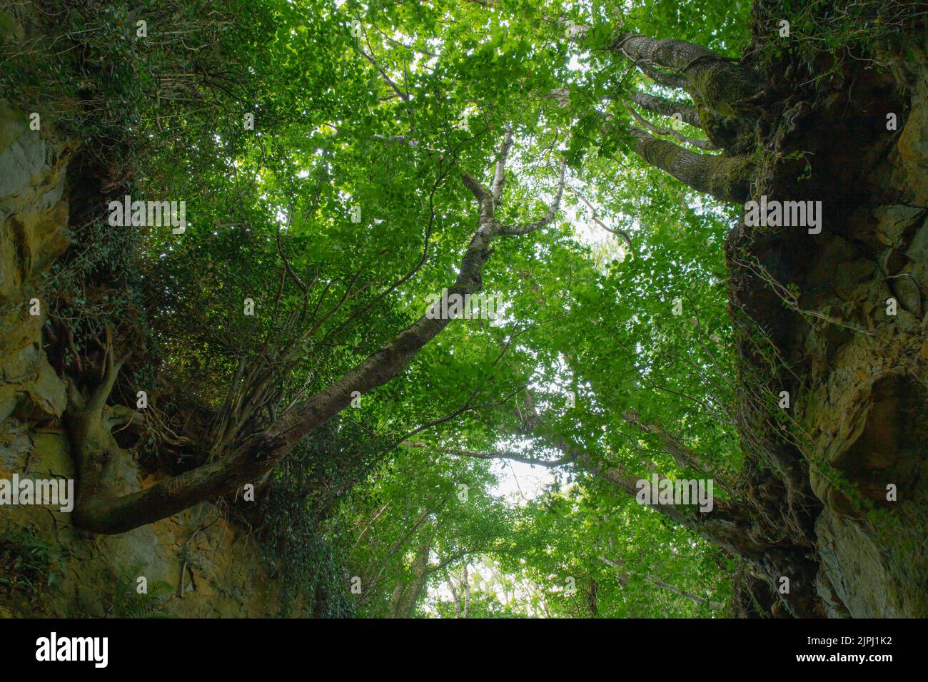 An ancient holloway called 'Hell Lane' in Dorset, UK Stock Photo