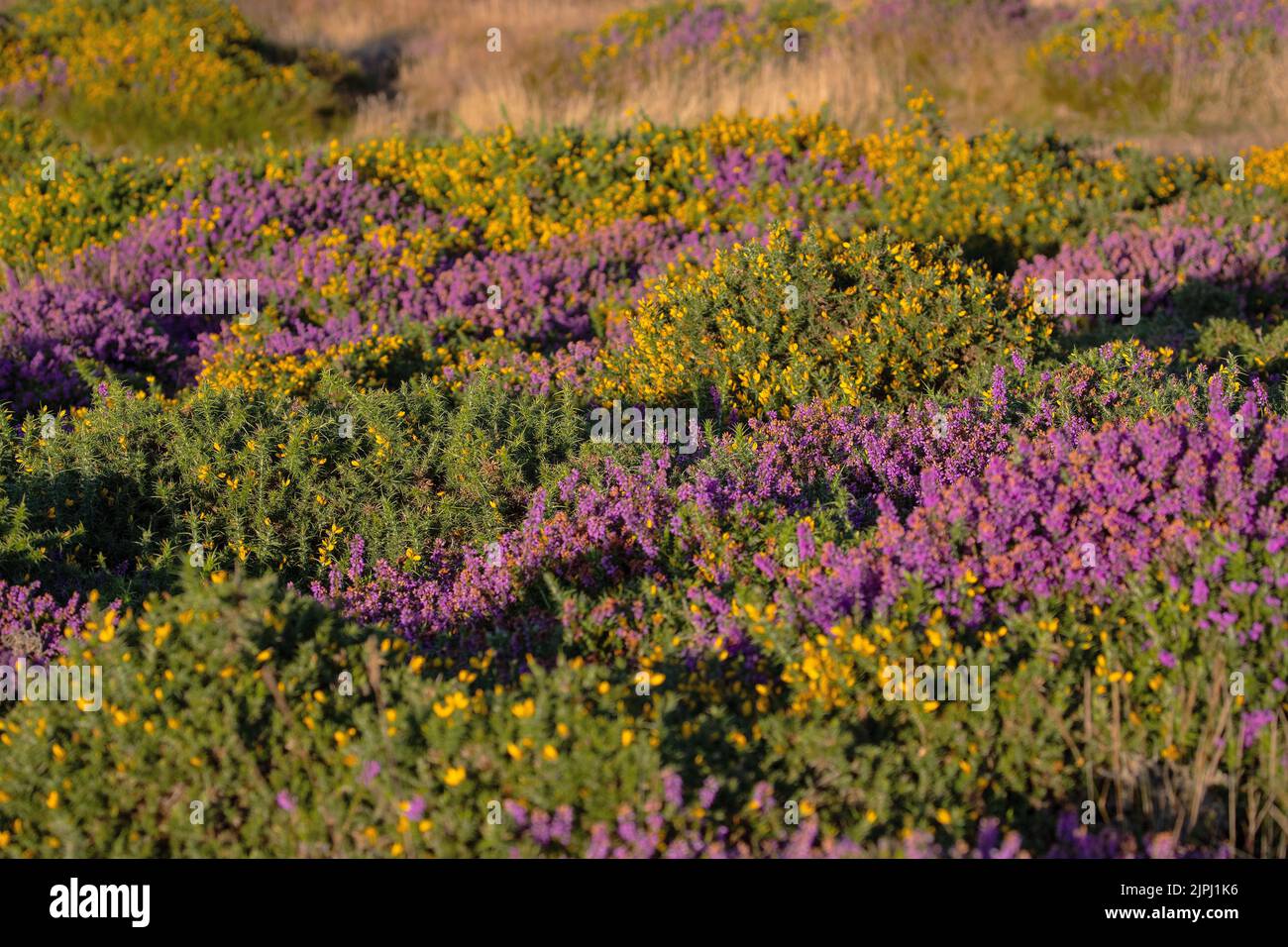 Purple heather and yellow gorse together showing to best effect in mid summer when both are in bloom on the Great Orme uplands in North Wales Stock Photo