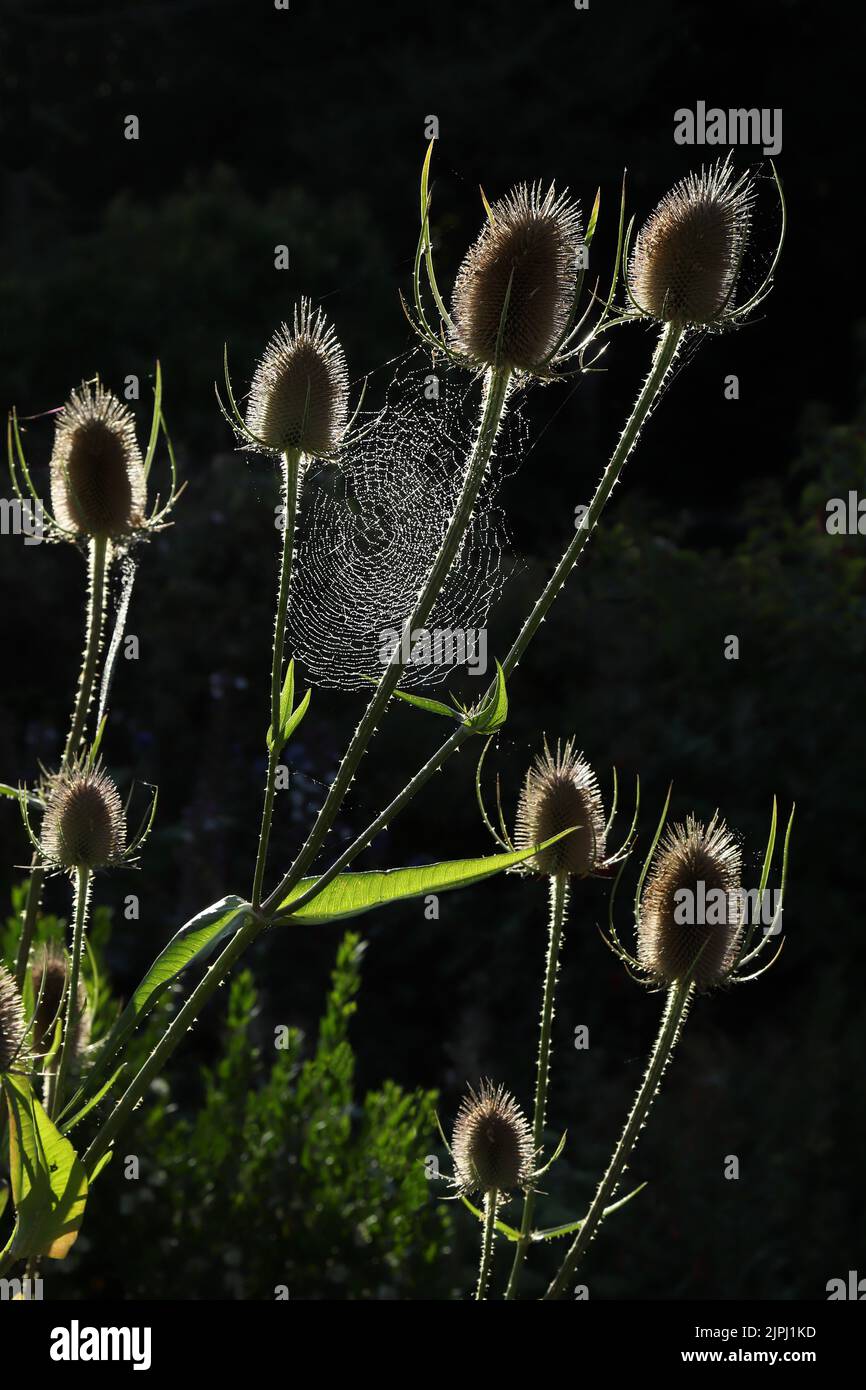Spider web covered in dew attached to teasel Stock Photo