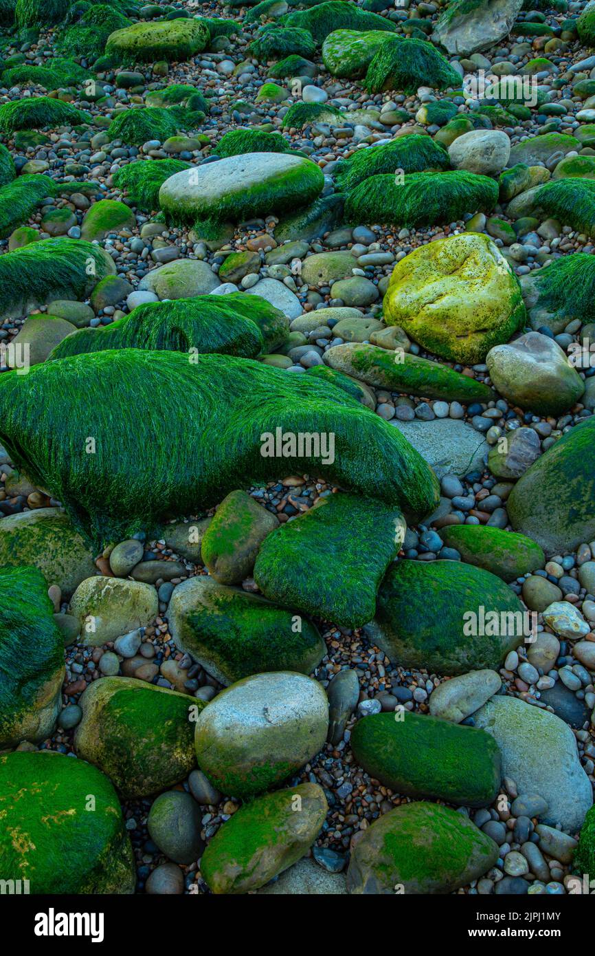 Stones covered in seaweed during low tide on the pebble beach of the Jurassic Coast in Devon Stock Photo
