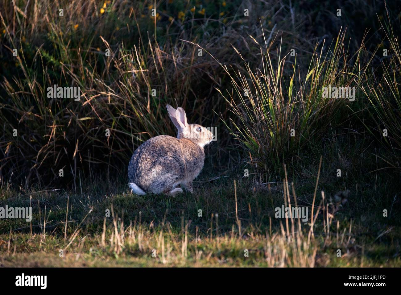 Richard tadman hi-res stock photography and images - Alamy