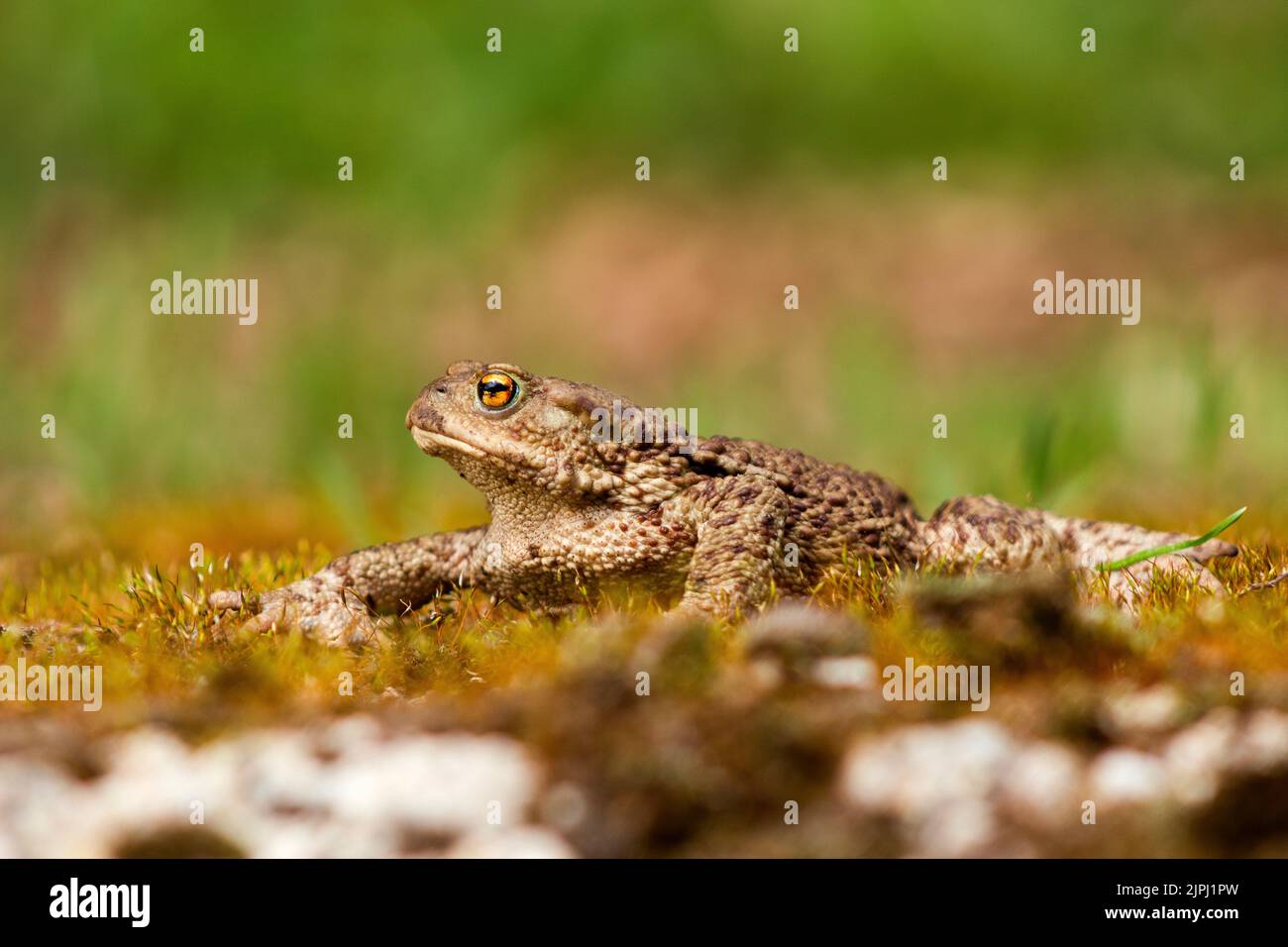 Common toad (Bufo bufo) crawling across mossy terrain on a spring day Stock Photo