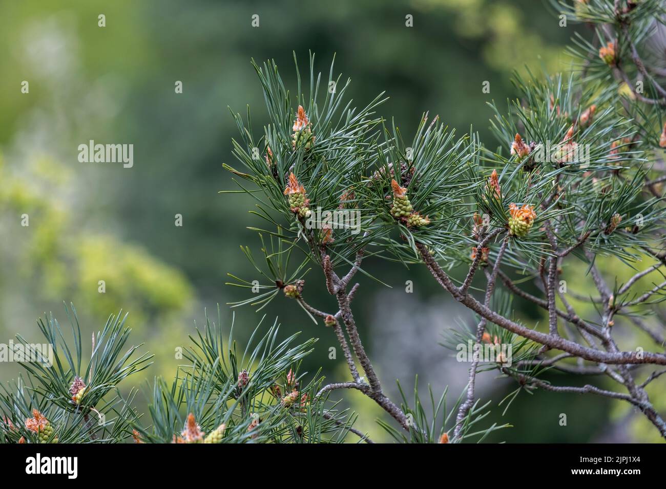Scots pine (Pinus sylvestris) green leaves and young seed cones Stock Photo