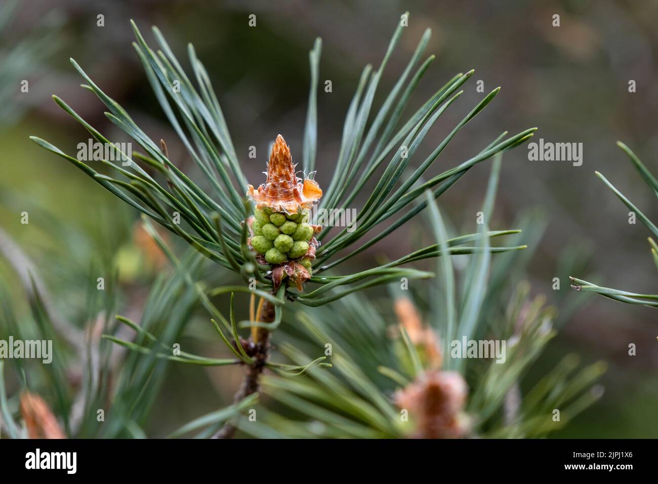 Scots pine (Pinus sylvestris) young seed cone and green leaves Stock Photo