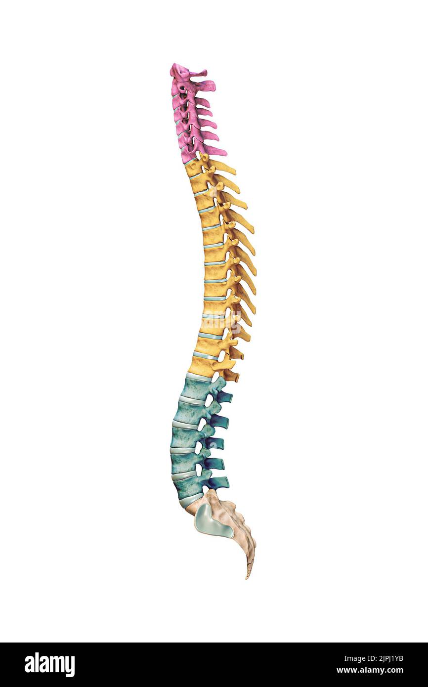 Lateral or profile view of accurate human spine bones with cervical, thoracic and lumbar vertebrae in color isolated on white background 3D rendering Stock Photo