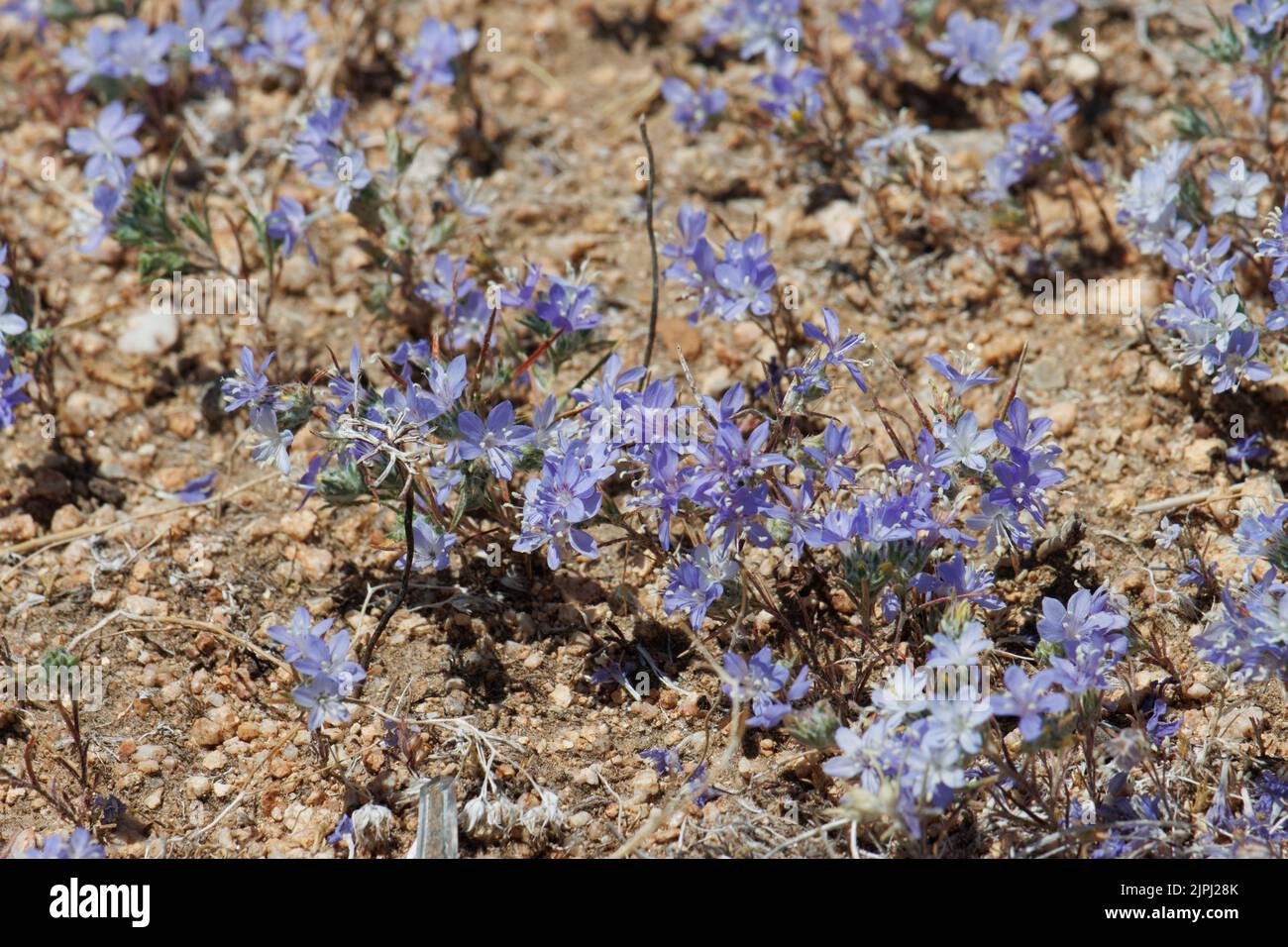 Blue flowering terminal cymose head inflorescences of Eriastrum Sapphirinum, Polemoniaceae, native annual in the Western Mojave Desert, Springtime. Stock Photo