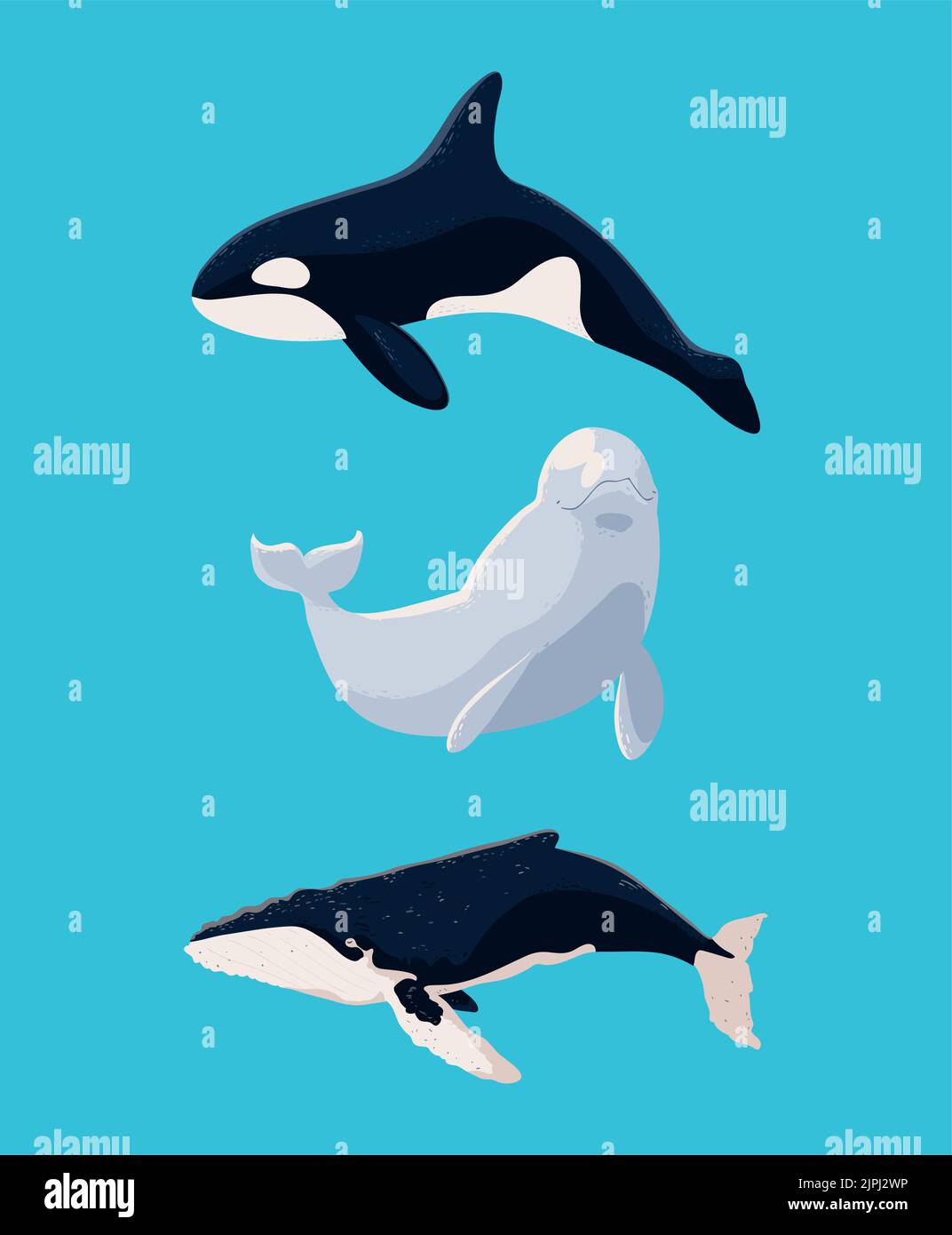 set of whales Stock Vector Image & Art - Alamy