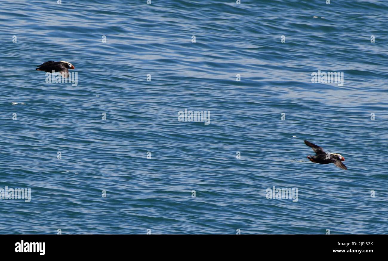 South Marble Island, Alaska, USA. 3rd Aug, 2022. Tufted puffins near