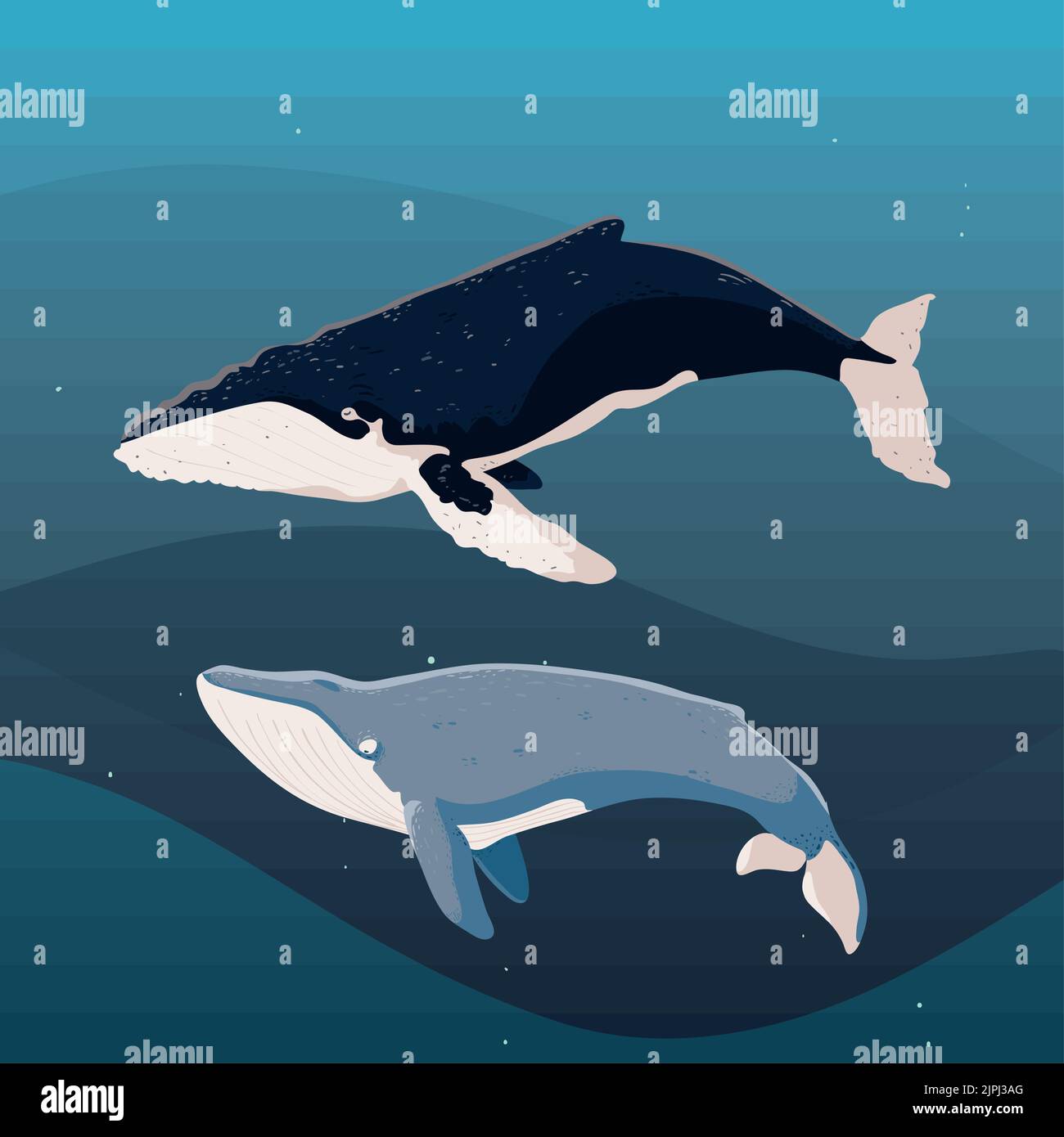 whales underwater life Stock Vector Image & Art - Alamy