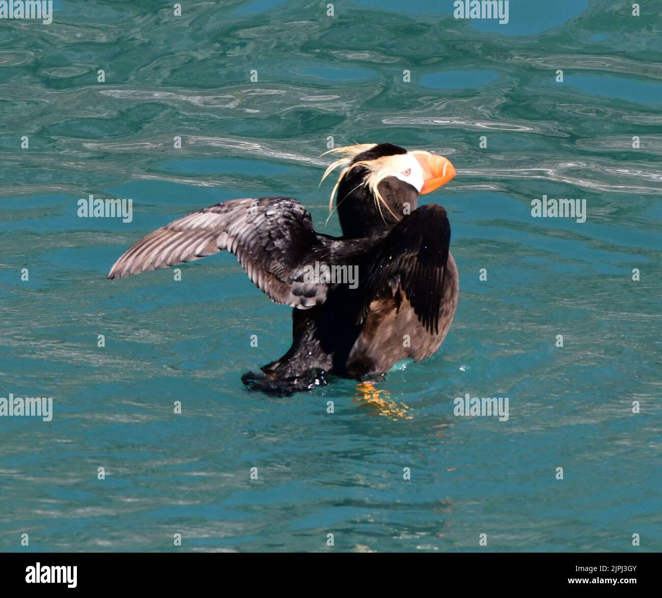 South Marble Island, Alaska, USA. 3rd Aug, 2022. Tufted puffins near