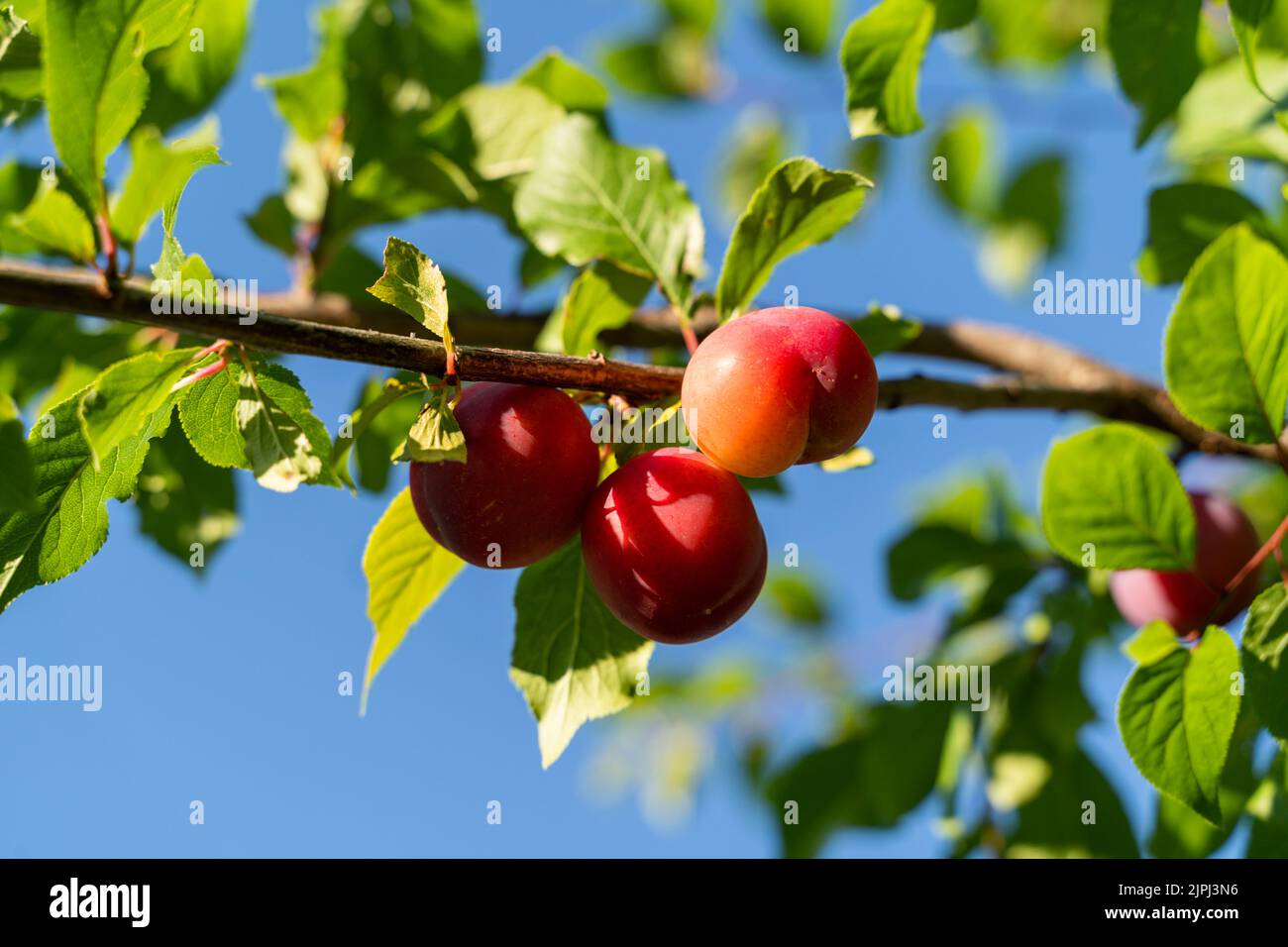 Growing ripe plums on a tree in a garden, blurred green and blue
