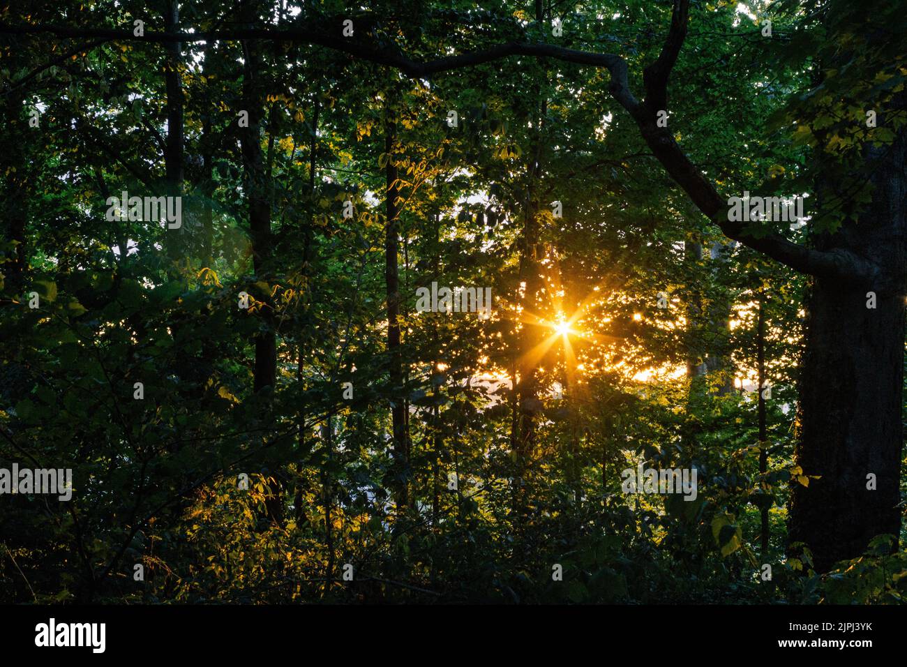 Evening sun shines through the canopy of a forest Stock Photo