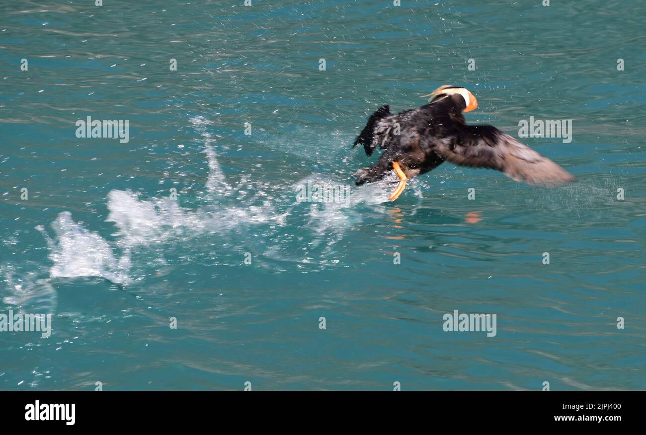 South Marble Island, Alaska, USA. 3rd Aug, 2022. Tufted puffins near
