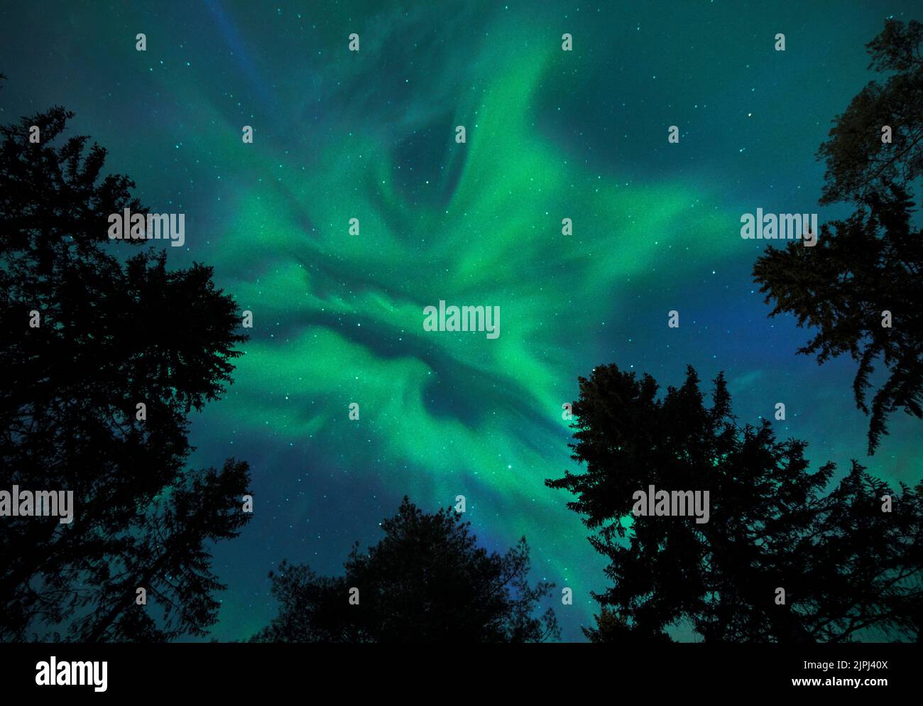 Aurora Borealis, Northern lights, above tall conifer trees. Stock Photo