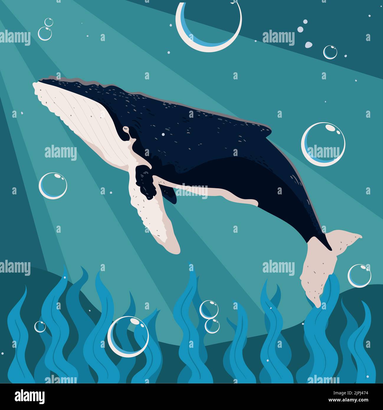 humpback whales in ocean Stock Vector Image & Art - Alamy