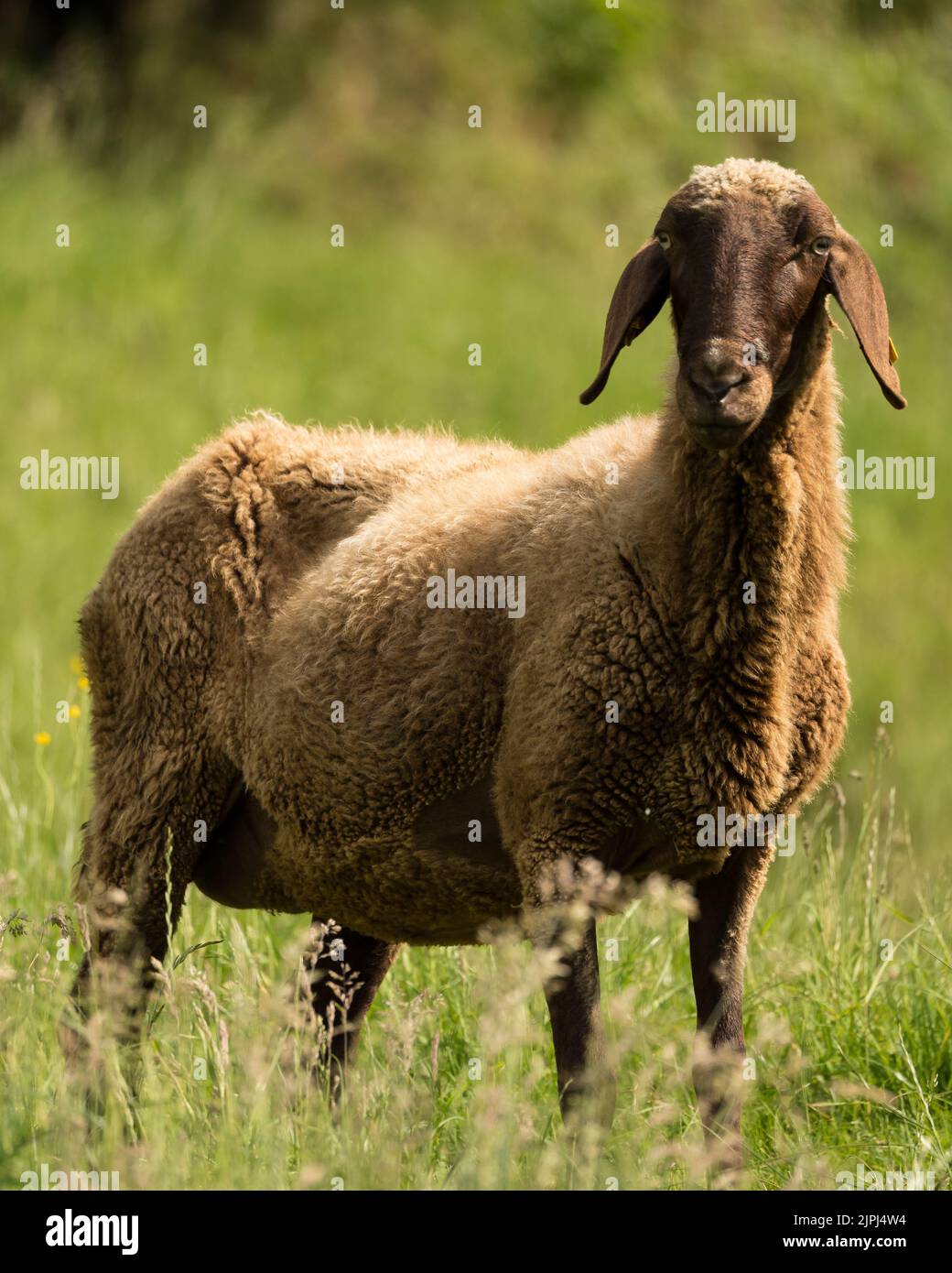 A selective focus of a hissar sheep standing and looking at the camera Stock Photo