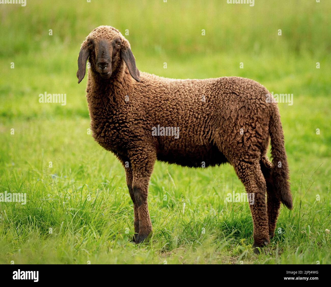 Sheep hissar hi-res stock photography and images - Alamy