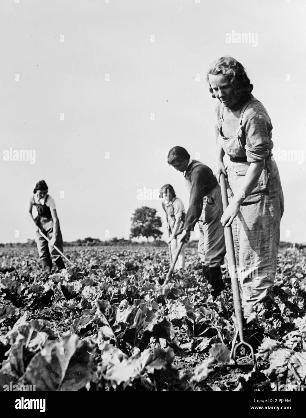 Women working in fields producing crops during wartime. 1943 Women's Land Army (WLA) made a significant contribution to boosting Britain's food production during the Second World War. Stock Photo