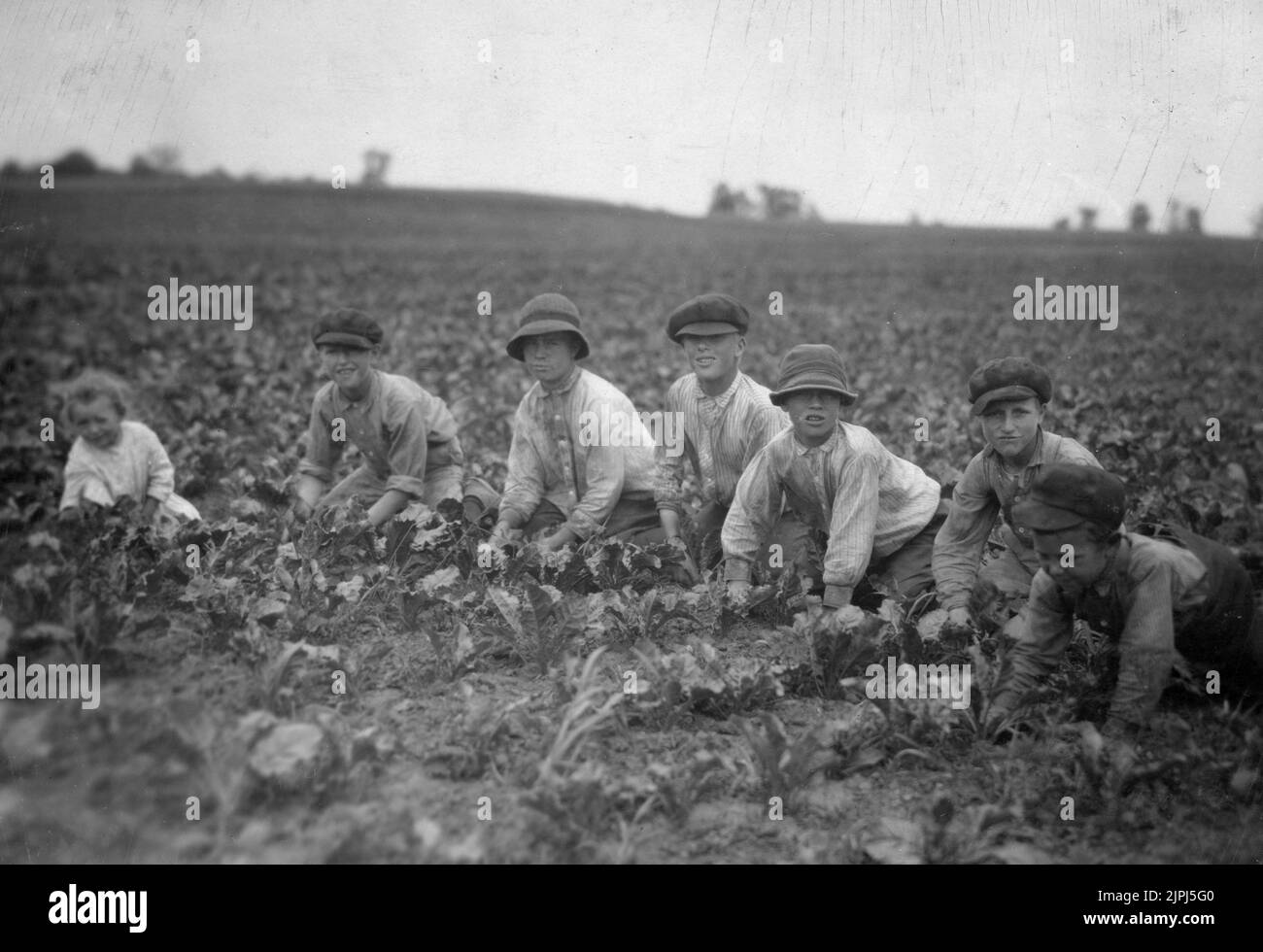 Children working in the sugar beets for Louis Startz, a farmer near Fond du Lac, Wisconsin. The children are brought out from the nearby town to work the beets. See Hine Report, Wisconsin Sugar Beet, July, 1915. By Lewis Wickes Hine Stock Photo