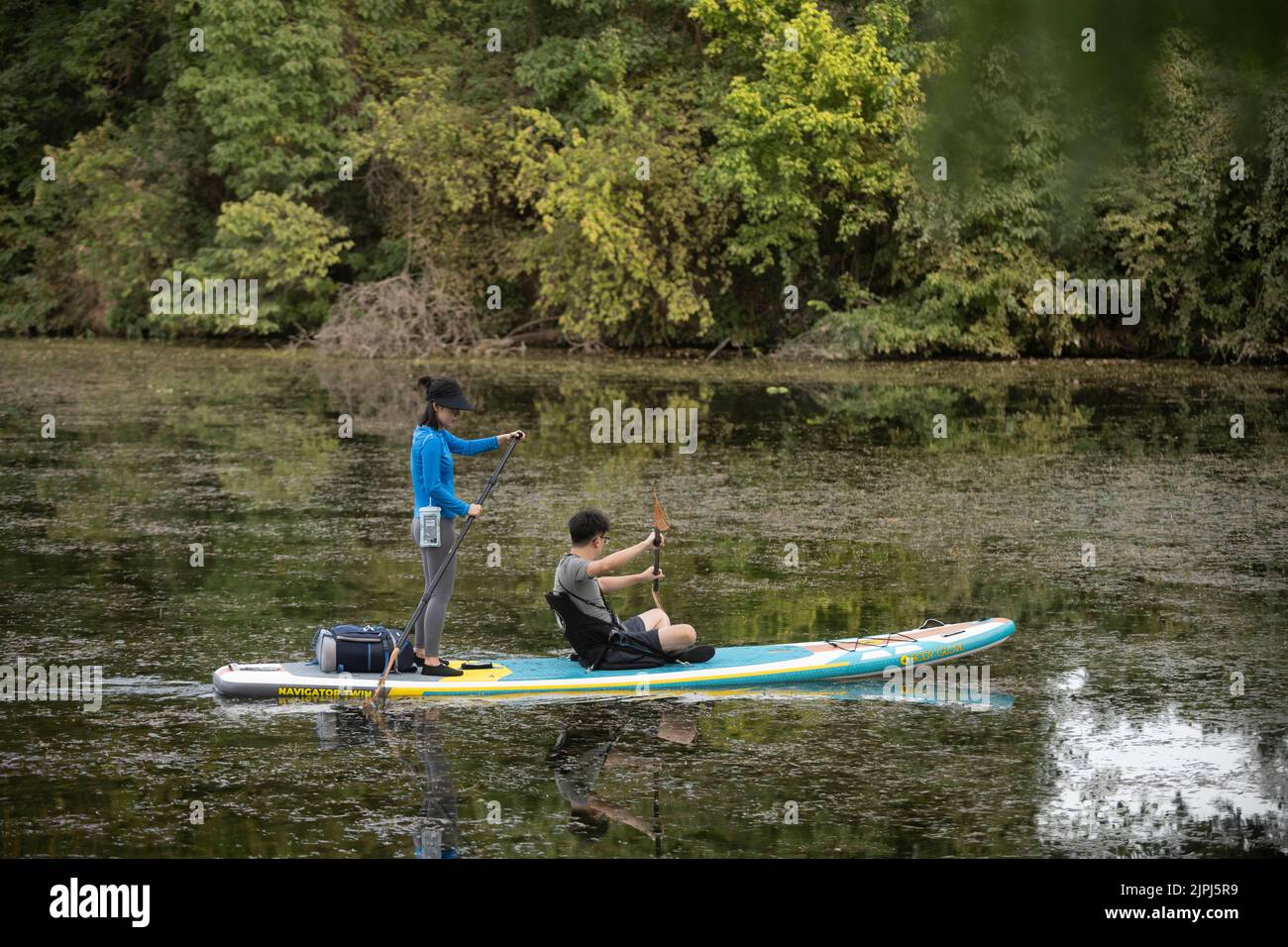 Austin Texas USA, August 14 2022: A couple on a stand up paddleboard navigates through aquatic plants on Lady Bird Lake near the confluence of Barton Creek and the Colorado River near downtown on a hot August evening. ©Bob Daemmrich Stock Photo