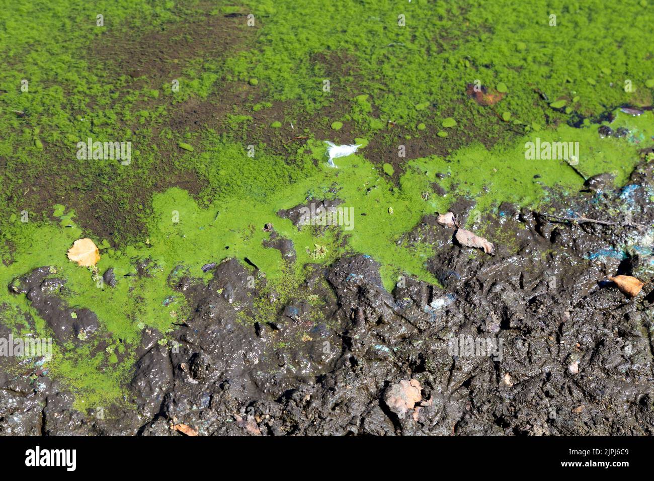 Blue-green algae along the edges of a lake (Alexandra Lake, Wanstead Flats, Redbridge, London, UK) Stock Photo