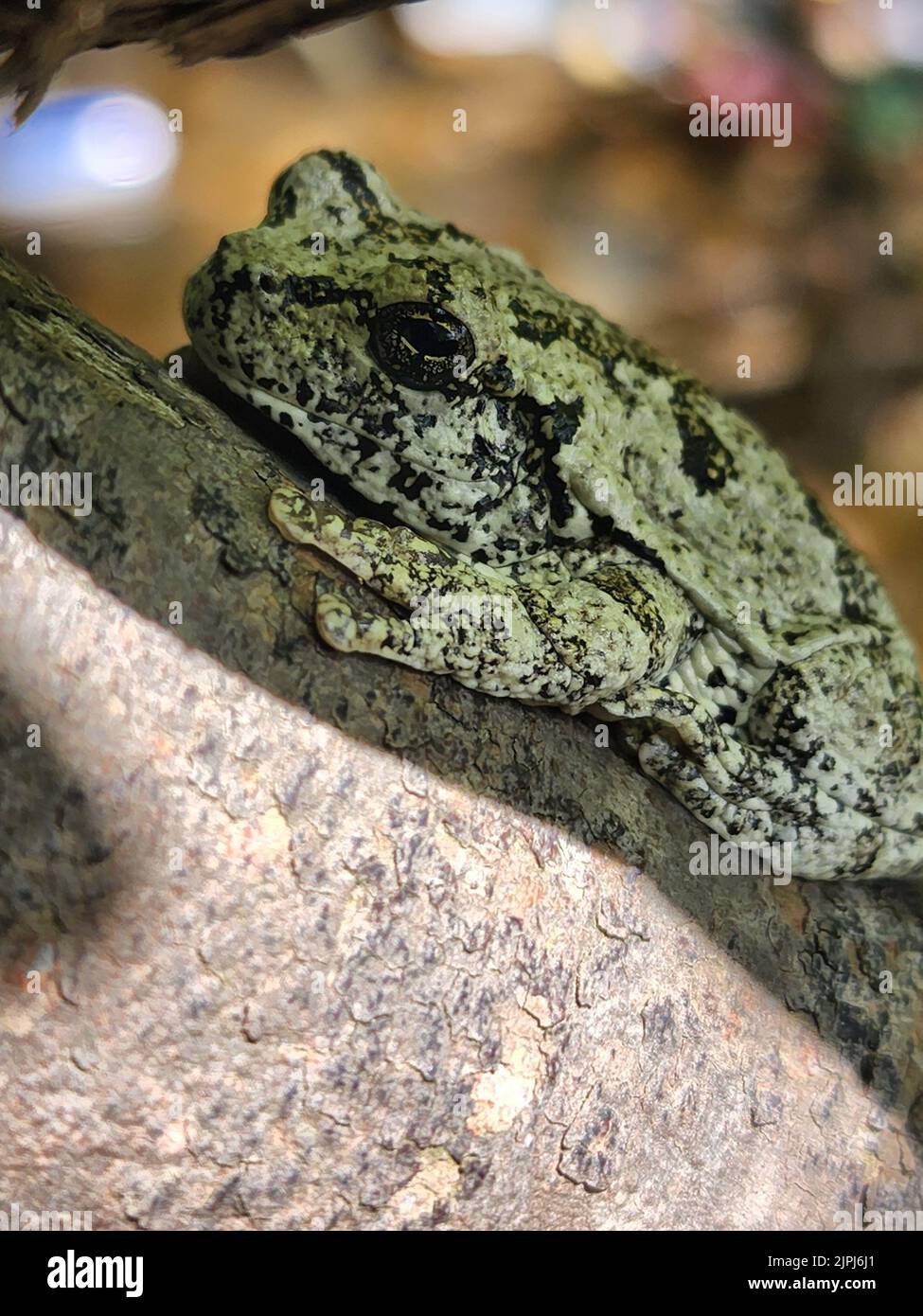 Dryophytes Color A gray treefrog (Dryophytes versicolor) on a tree Stock Photo - Alamy