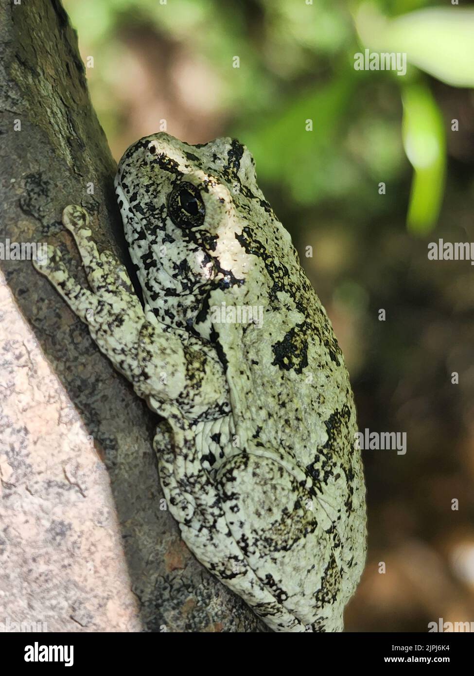 Dryophytes Color A gray treefrog (Dryophytes versicolor) on a tree Stock Photo - Alamy