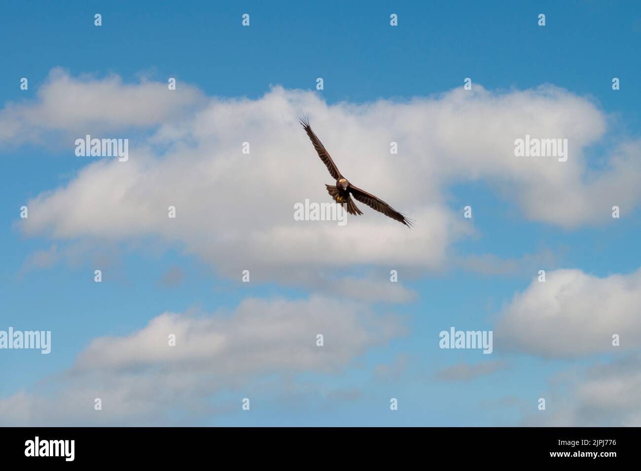 eaglet flying from the front with the blue sky Stock Photo
