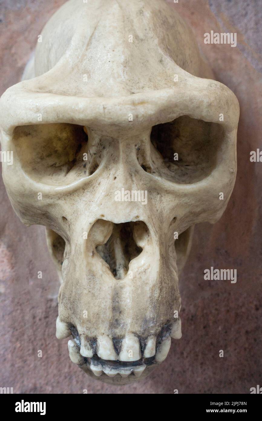 subhuman primate skull reconstruction at Biddulph Grange Hall, Staffordshire, UK Stock Photo