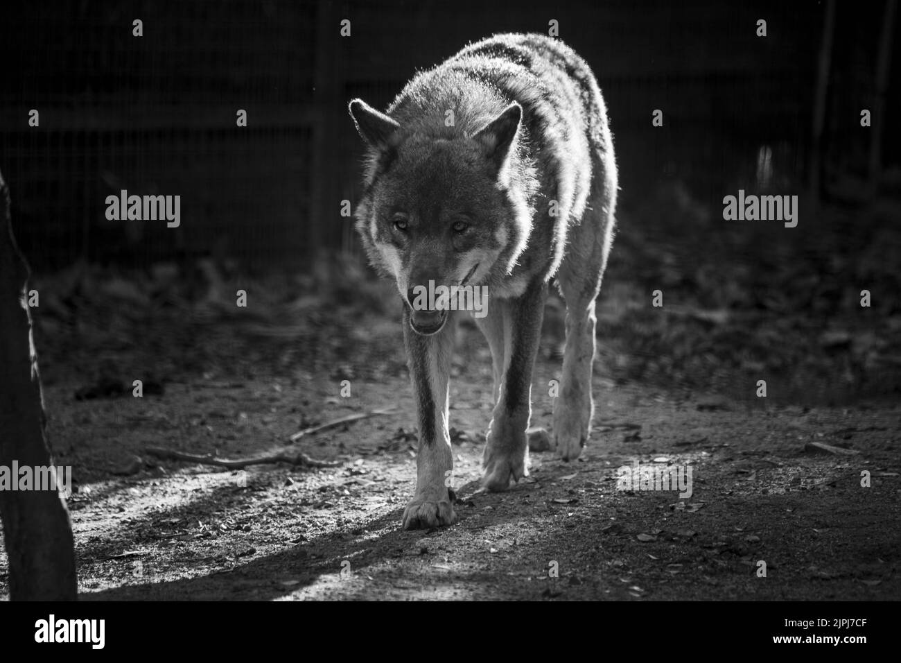 wildlife, wolf, animal, conservation, mammal, wild, nature, outdoors, natural, horizontal, no people, predator, safari, wilderness, ecology, looking, Stock Photo