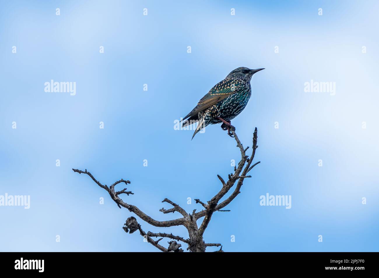 STARLING PERCHED ON A TREE BRANCH WITH A BLUE SKY Stock Photo