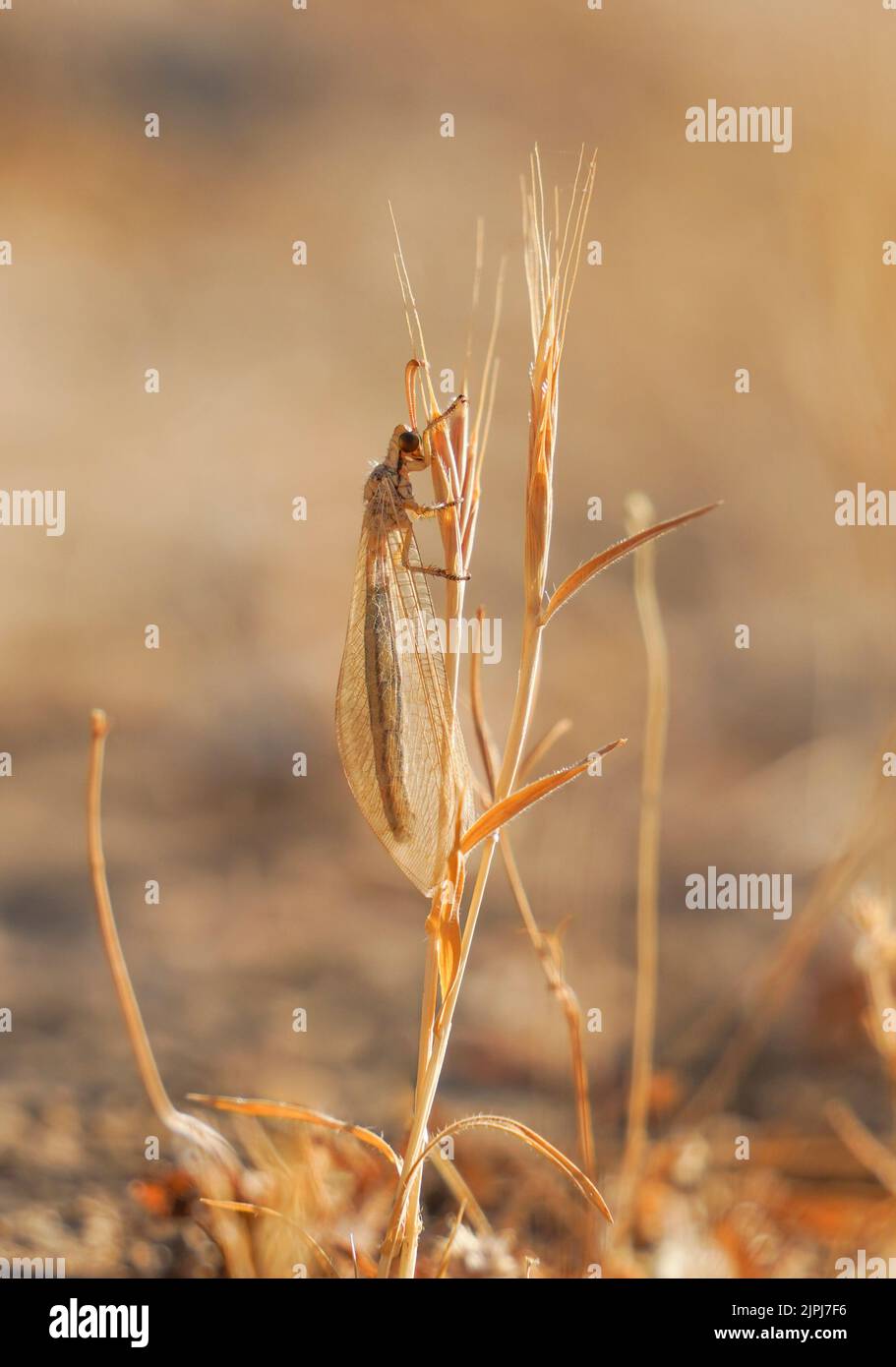 Antlion spain hi-res stock photography and images - Alamy