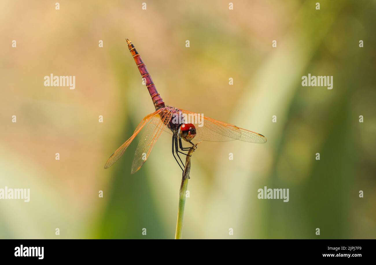 A Violet dropwing, dragonfly, Male (Trithemis annulata) resting on a branch. Andalusia, Spain. Stock Photo