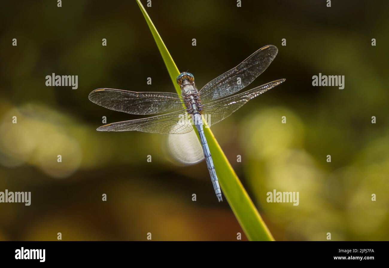 Closeup of an epaulet skimmer, male, on water leaf, Spain. Stock Photo