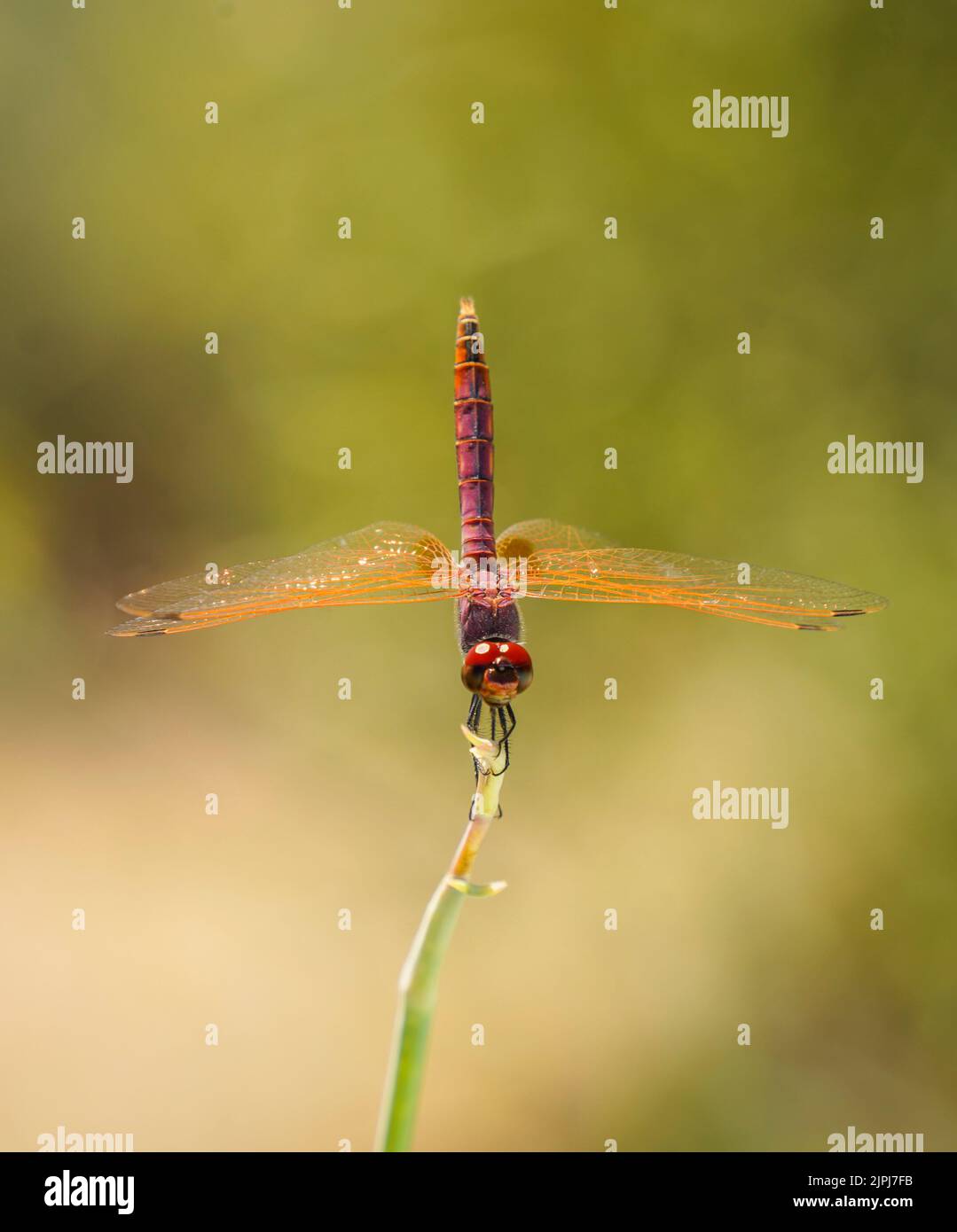 A Violet dropwing, dragonfly, Male (Trithemis annulata) resting on a branch. Andalusia, Spain. Stock Photo