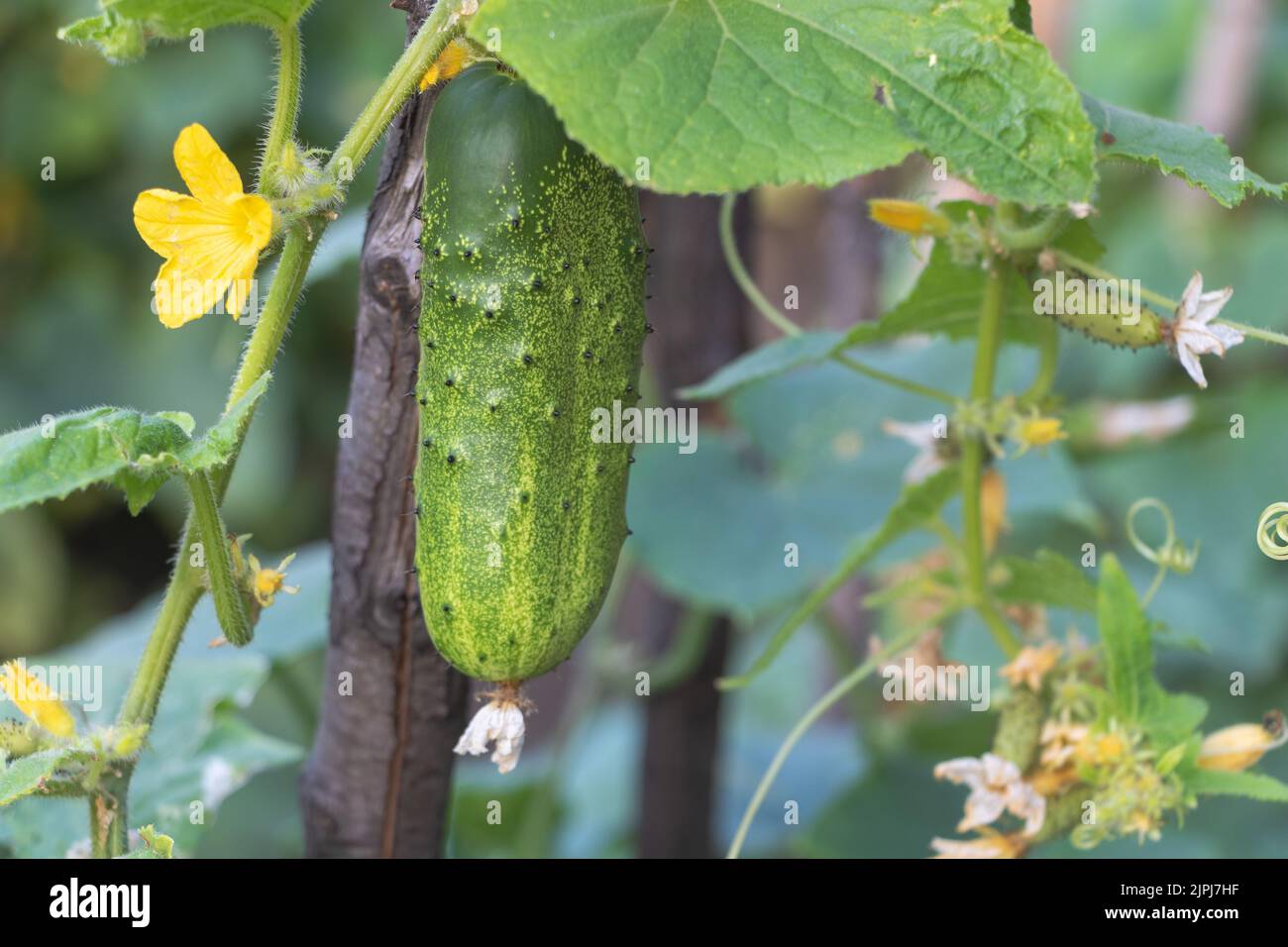 Fresh cucumber on a wooden support - High angle of green cucumber growing in garden on sunny day Stock Photo