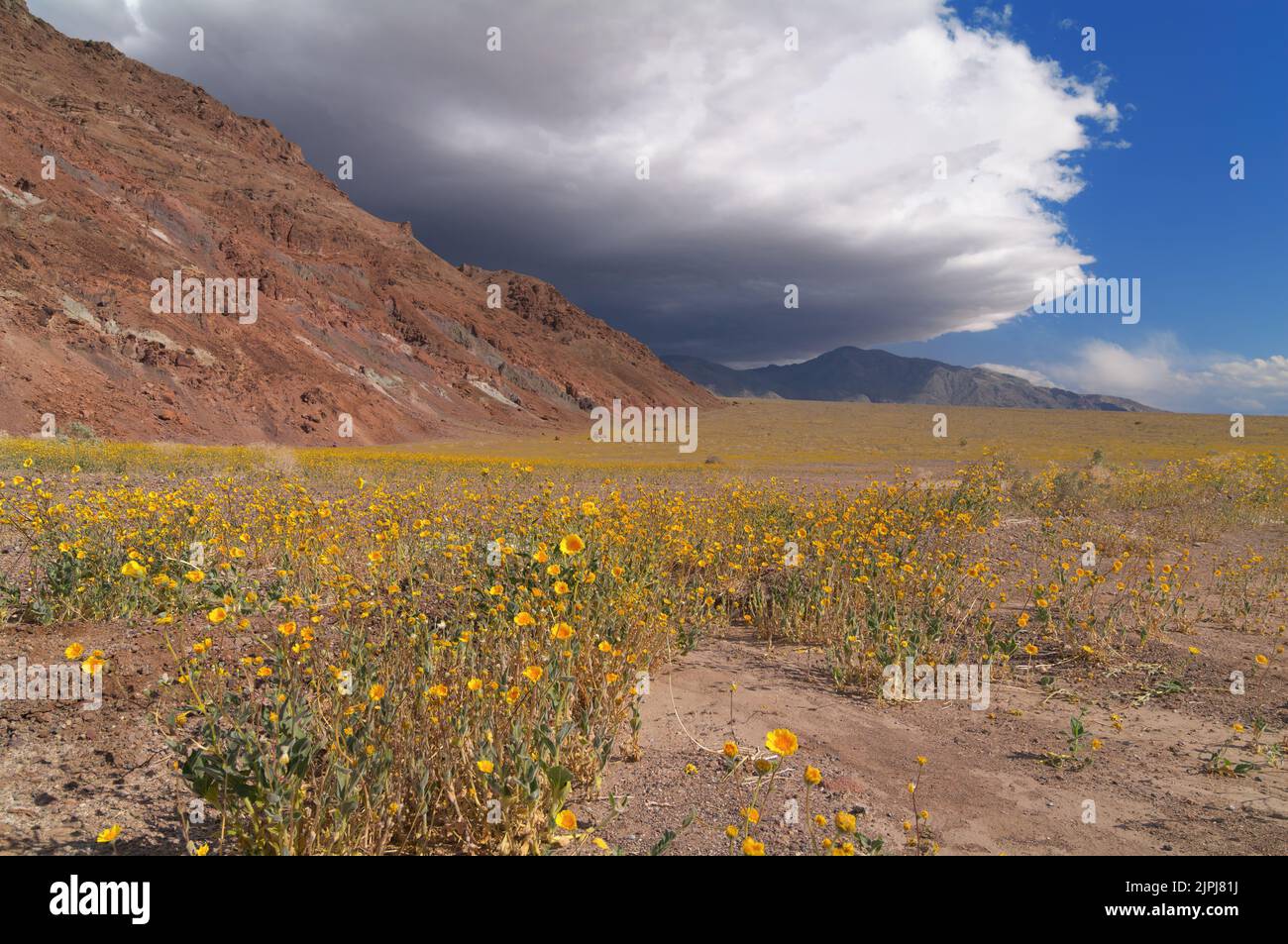 Death Valley during spring blooming, lots of yellow wildflowers on desert floor. Photo taken during a windy afternoon with storm clouds. Stock Photo