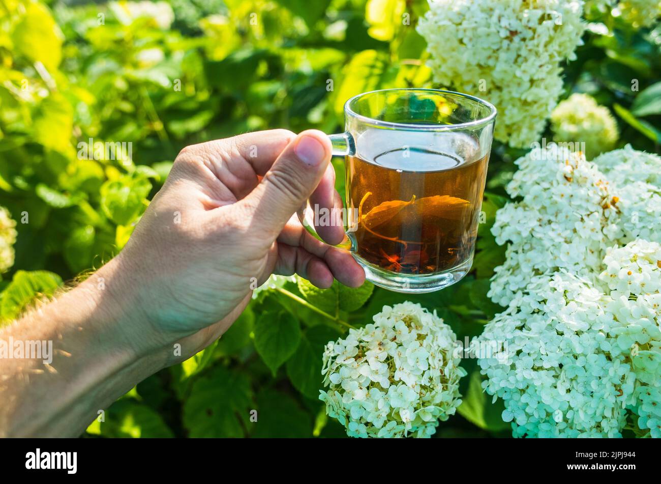 The hand holds a mug with fresh hot black tea. Beautiful green