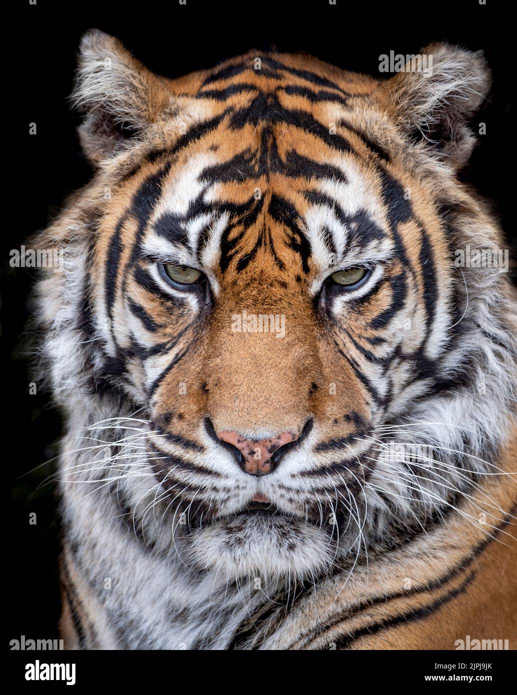 Female Sumatran tiger (close-up) Stock Photo