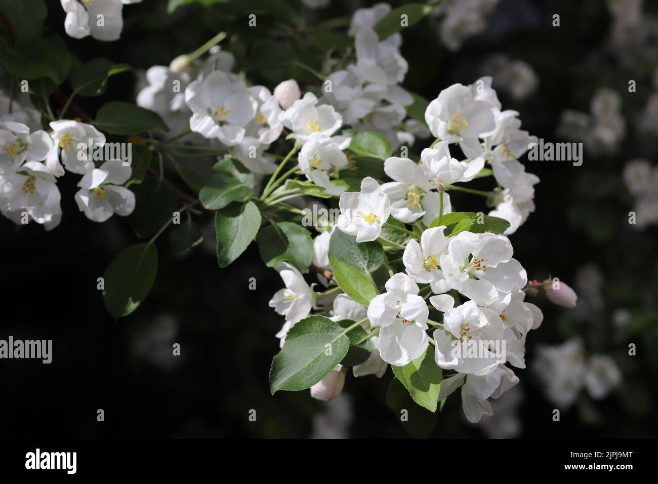 A closeup of Malus prunifolia branch with flowers in a forest Stock Photo