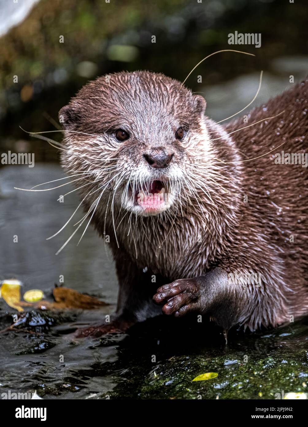 Oriental SmallClawed Otter (Aonyx cinerea Stock Photo Alamy