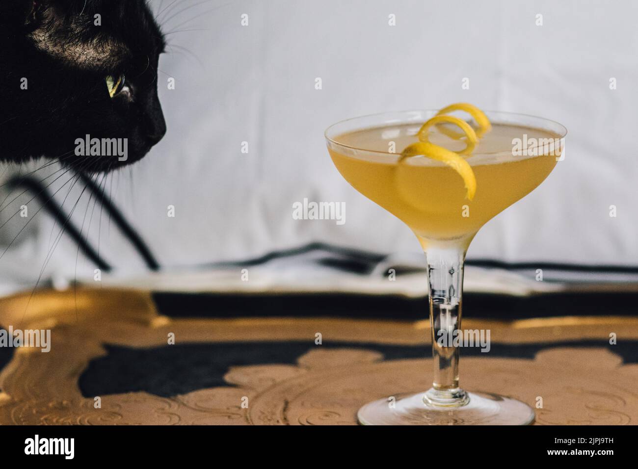 black cat with green eyes looking at yellow lemon cocktail on gold and black tray with white Stock Photo