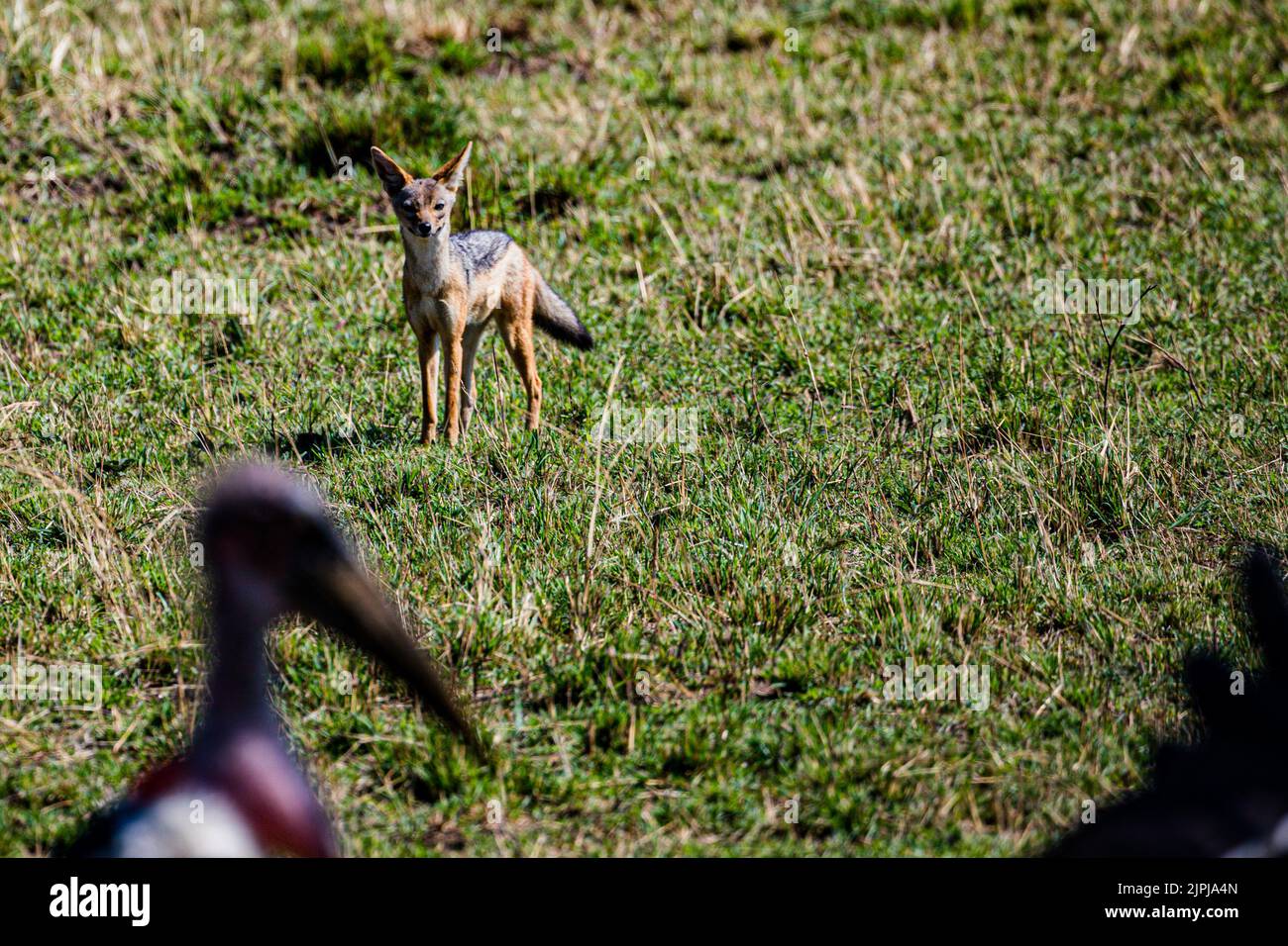Jackals are canids native to Africa and Eurasia. While the word 