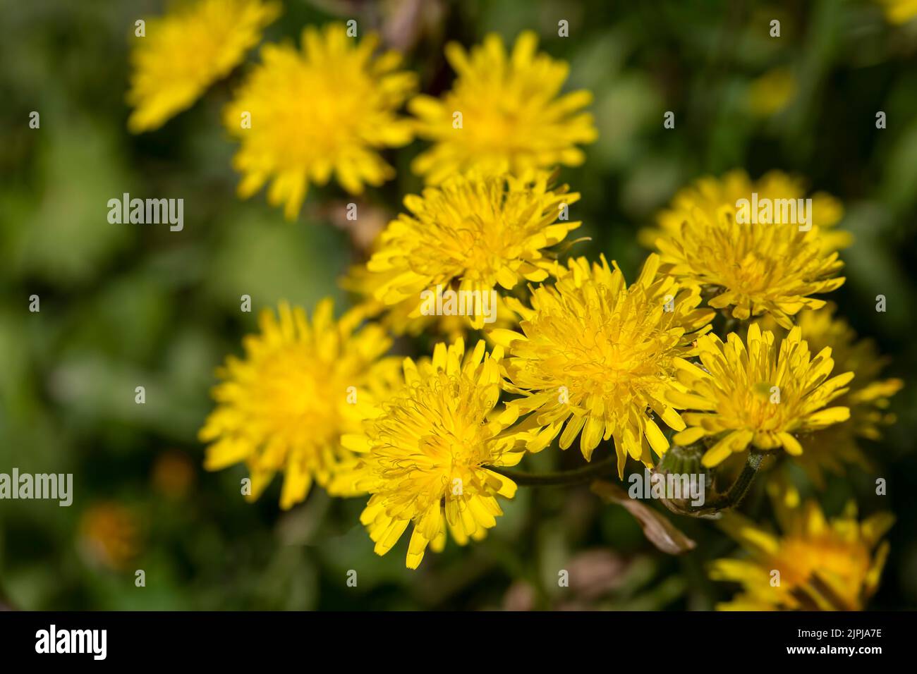 Blooming yellow flowers (Crepis vesicaria) Stock Photo