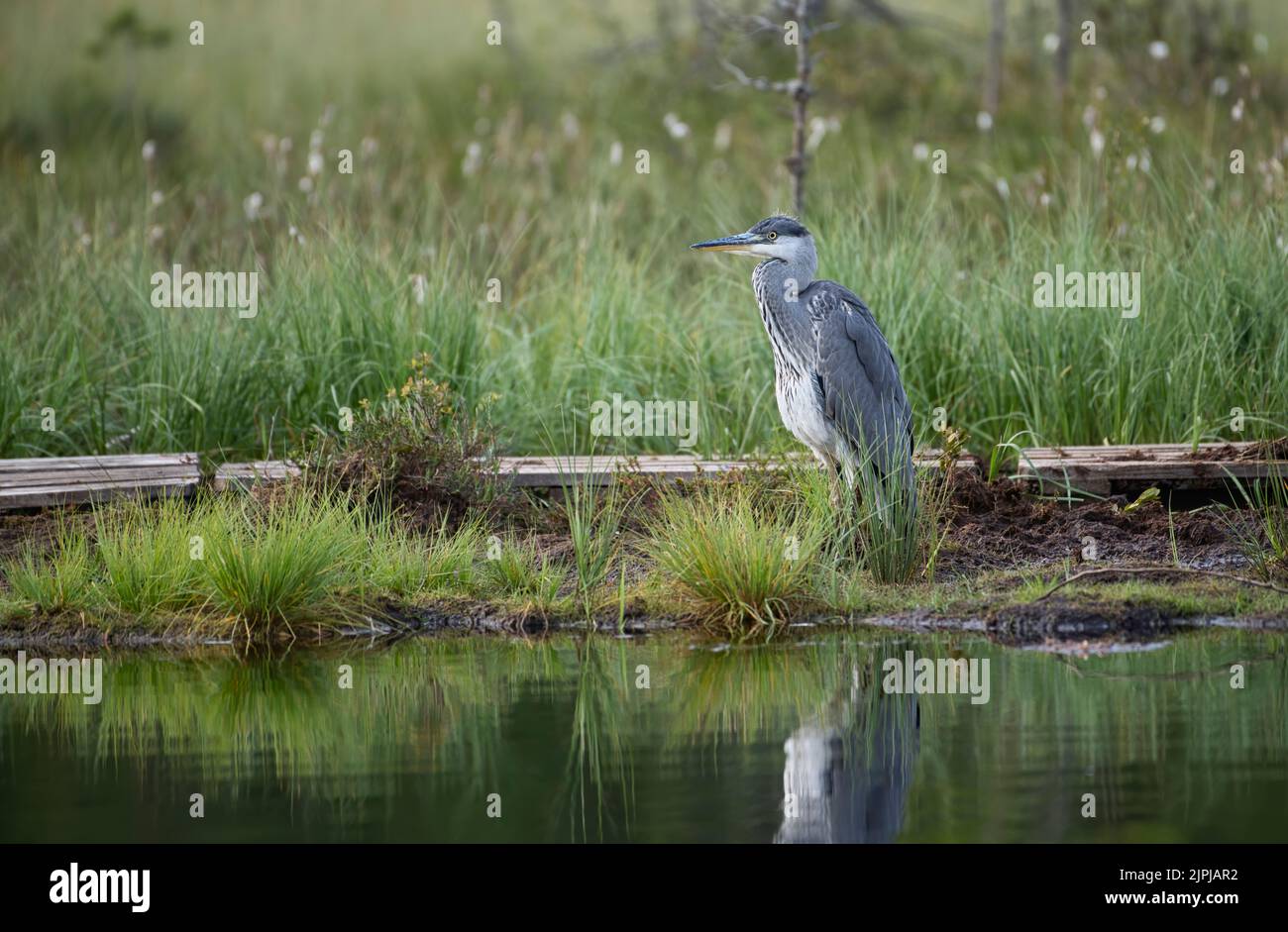 Grey heron (Area cinerea) on the edge of a lake in the Finnish Taiga or boreal forest Stock Photo