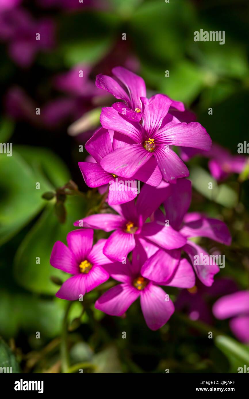 Wild flower; Scientific name; oxalis debilis Stock Photo