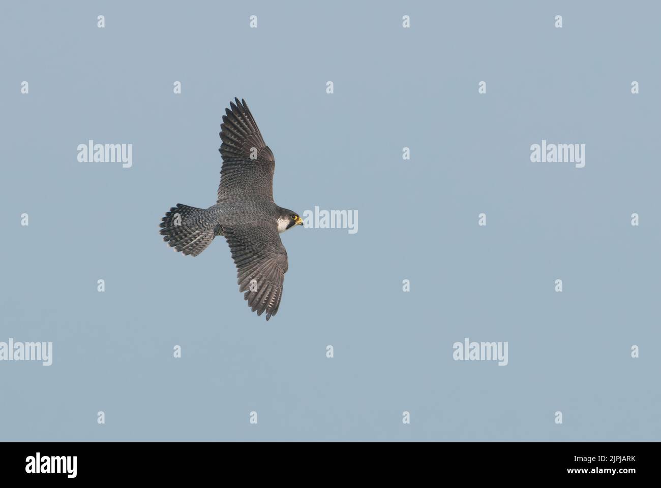 Peregrine falcon (Falco peregrinus) adult in flight Stock Photo