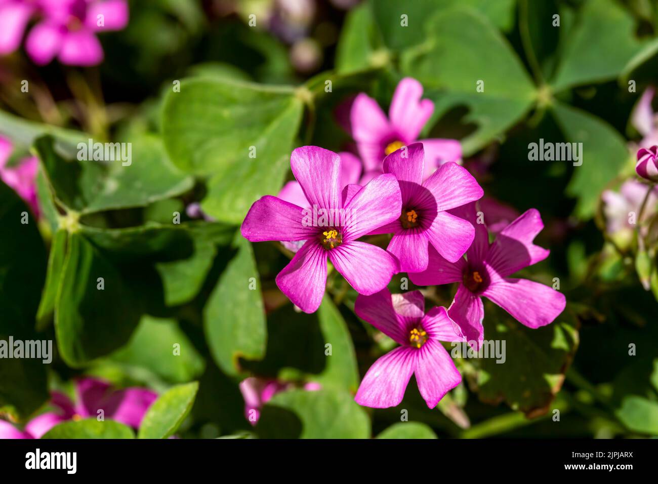 Wild flower; Scientific name; oxalis debilis Stock Photo