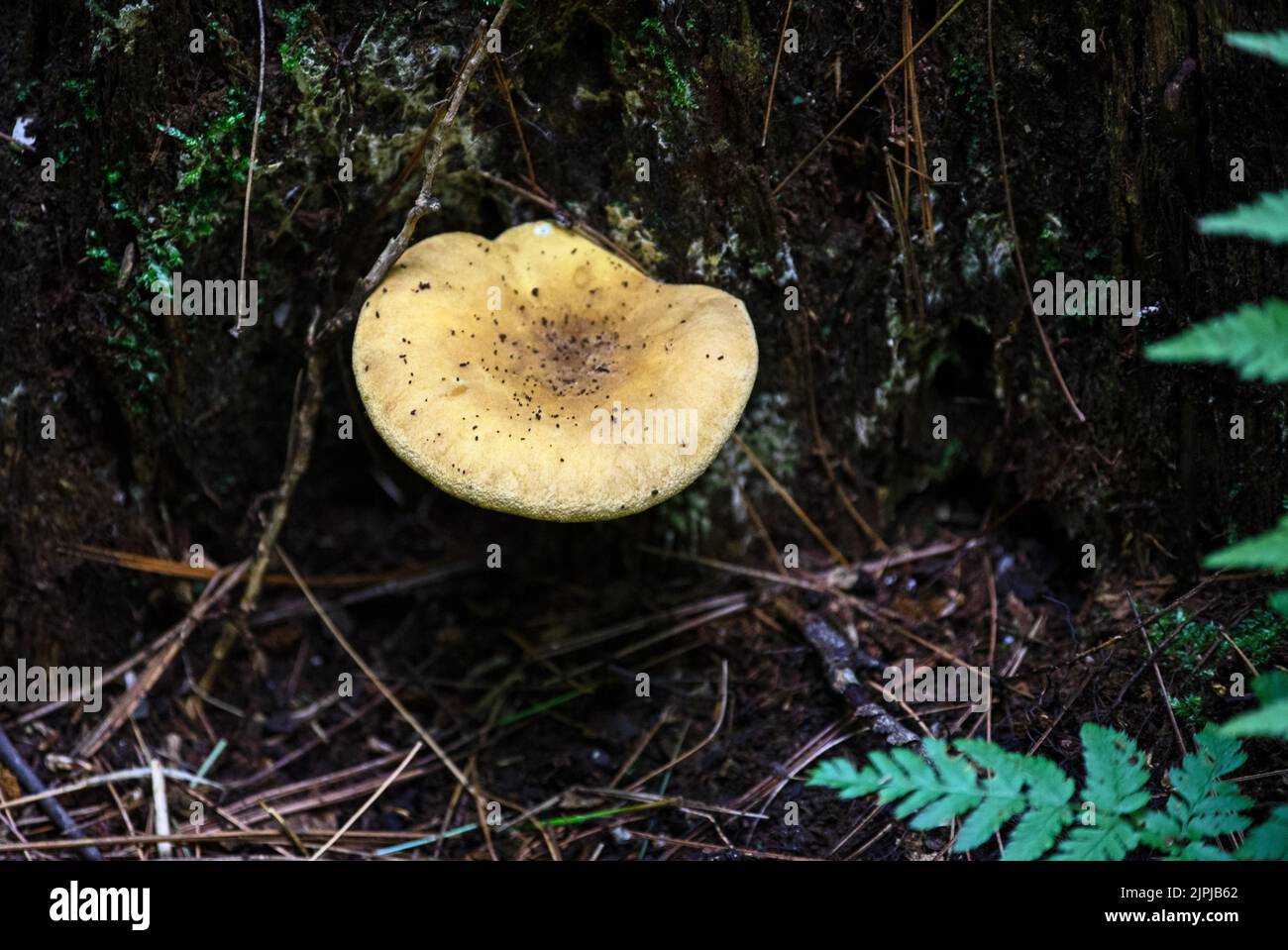 Fungi Growing On Tree Stump Stock Photo Alamy
